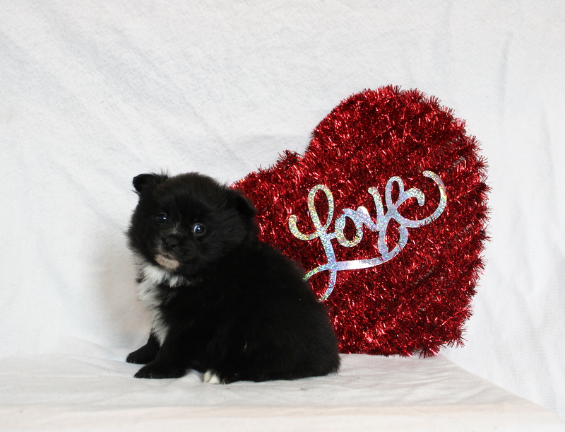 puppy, for, sale, Pomeranian, Matthew B. Stoltzfus, dog, breeder, Gap, PA, dog-breeder, puppy-for-sale, forsale, nearby, find, puppyfind, locator, puppylocator, aca